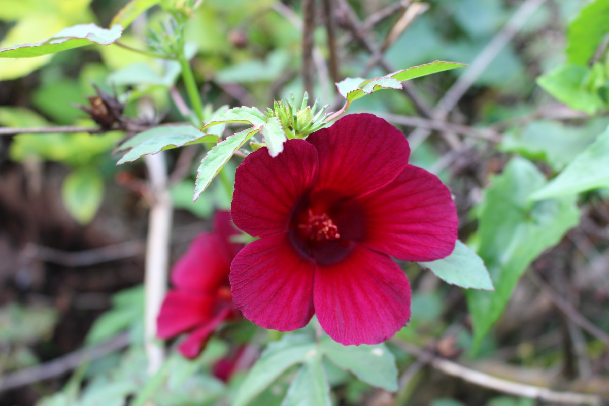 Hibiscus radiatus Cav.